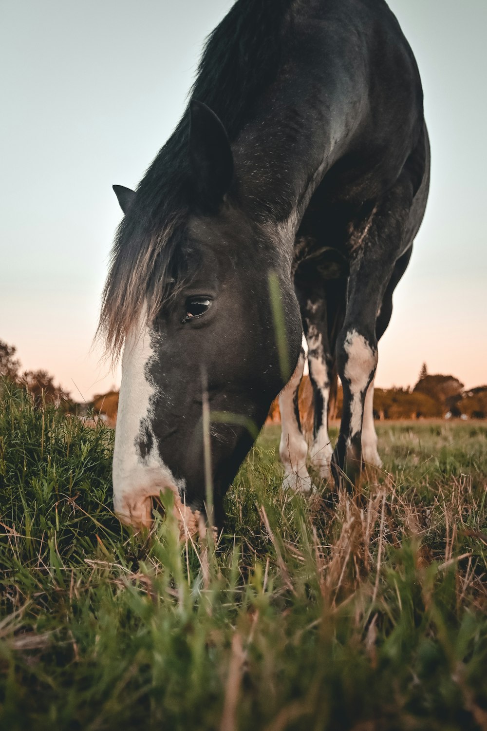 black and white horse on green grass field during daytime