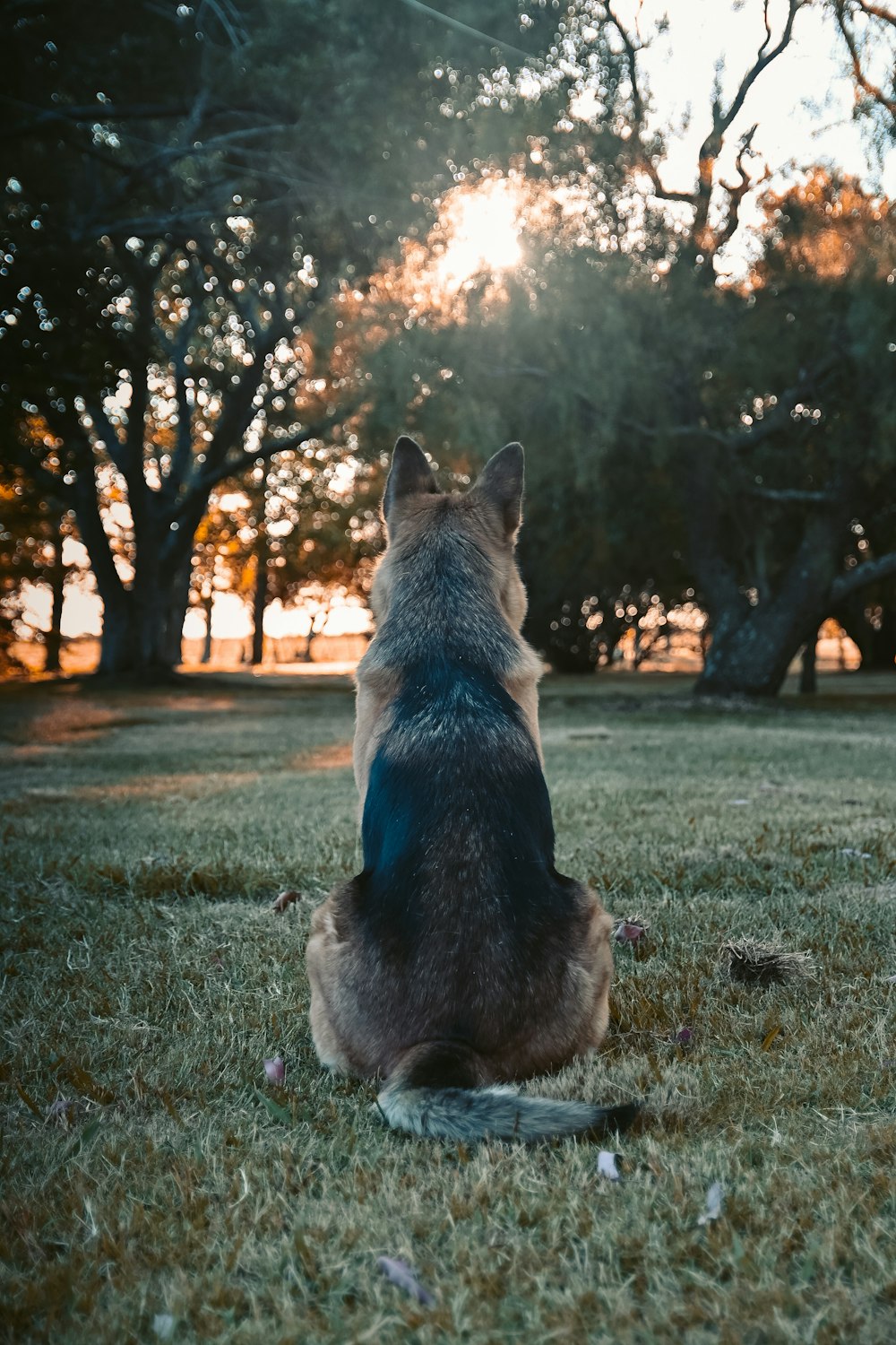 black and tan german shepherd on green grass field during daytime