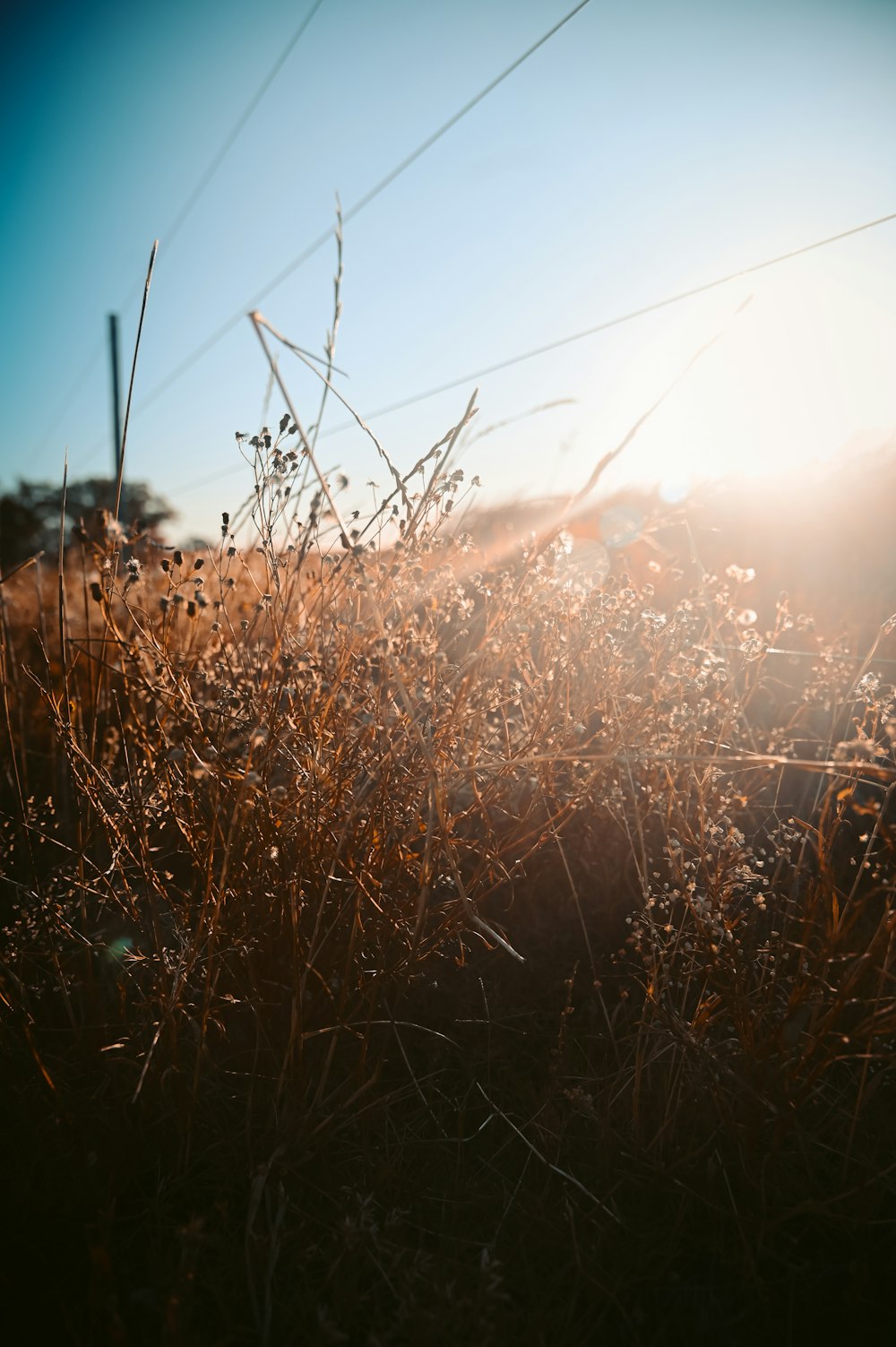 brown grass field during daytime