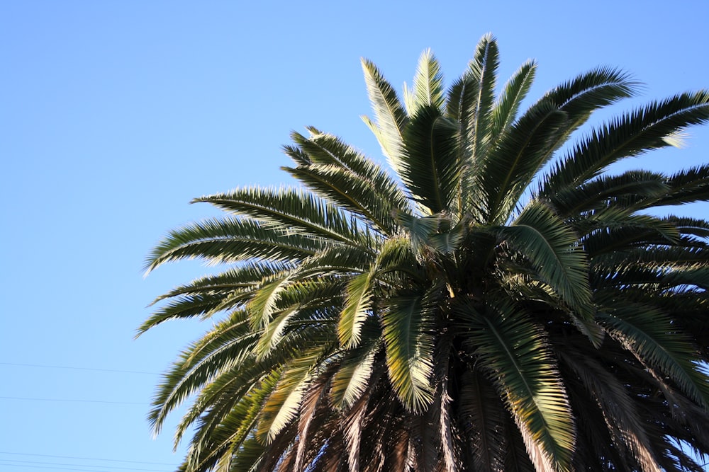 green palm tree under blue sky during daytime