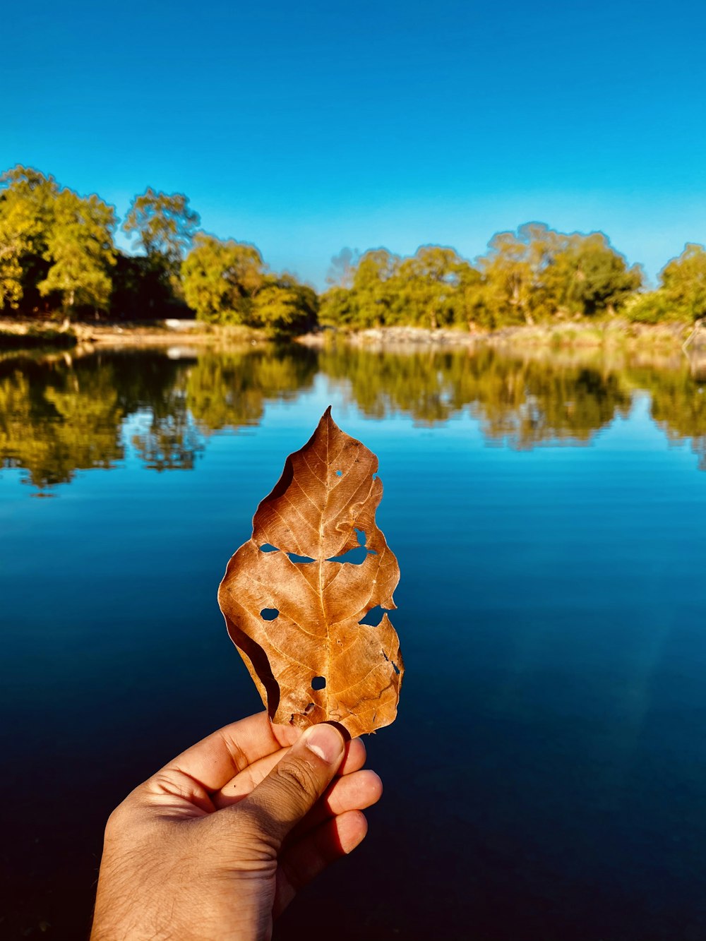 Persona sosteniendo una hoja marrón cerca del cuerpo de agua durante el día