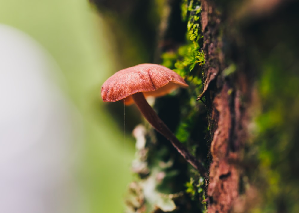 champignon brun sur tronc d’arbre brun