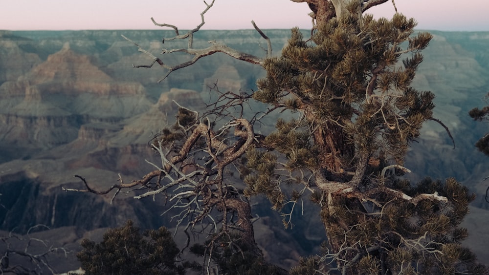 brown leafless tree near body of water