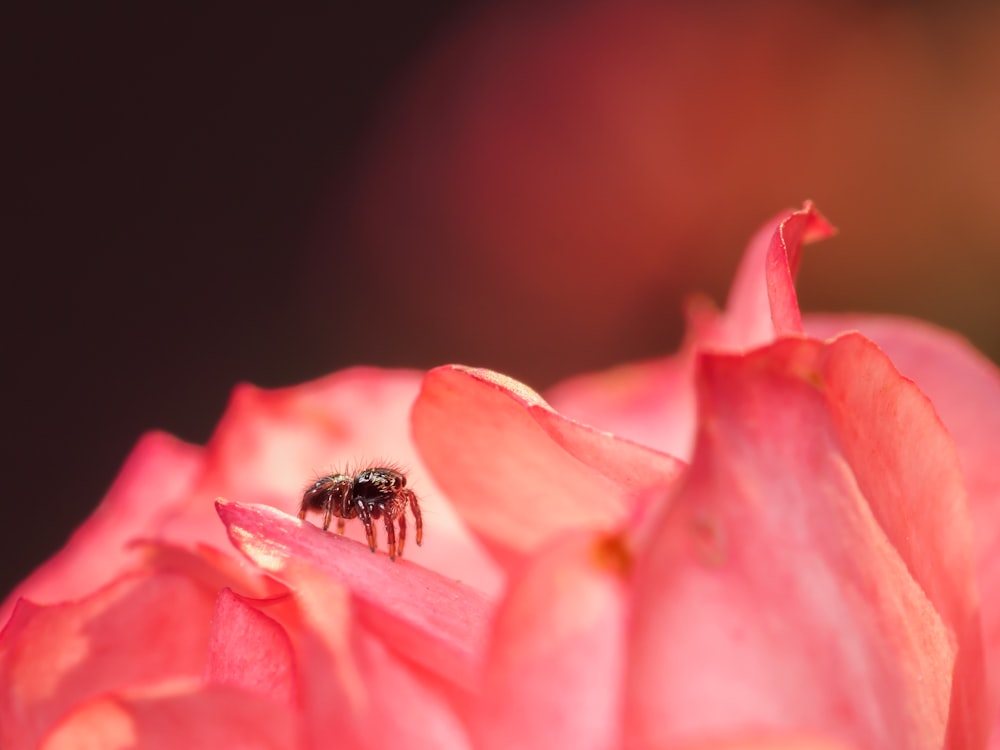 black and yellow bee on pink flower