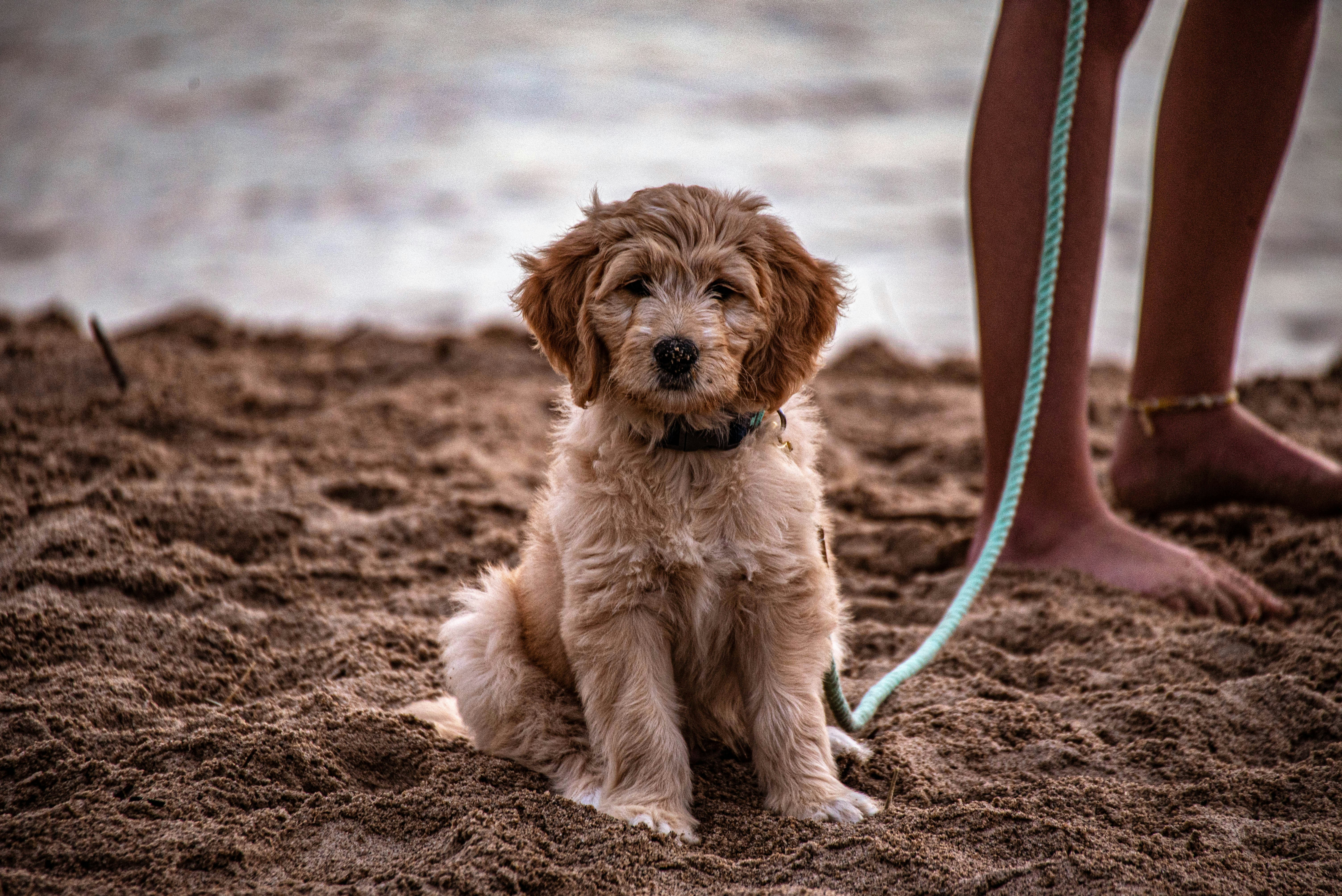 brown long coated small dog with green leash