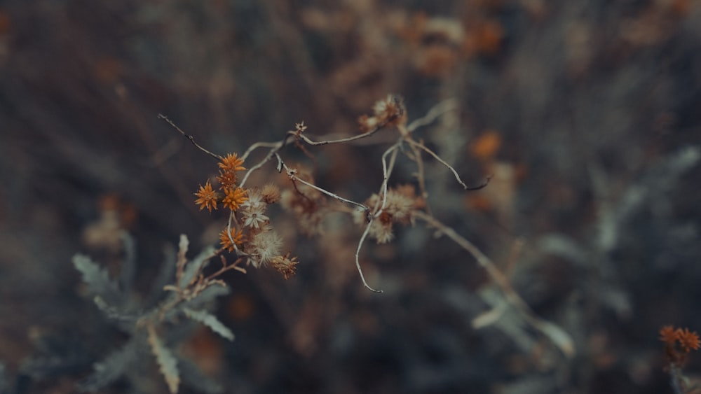 brown tree branch in tilt shift lens