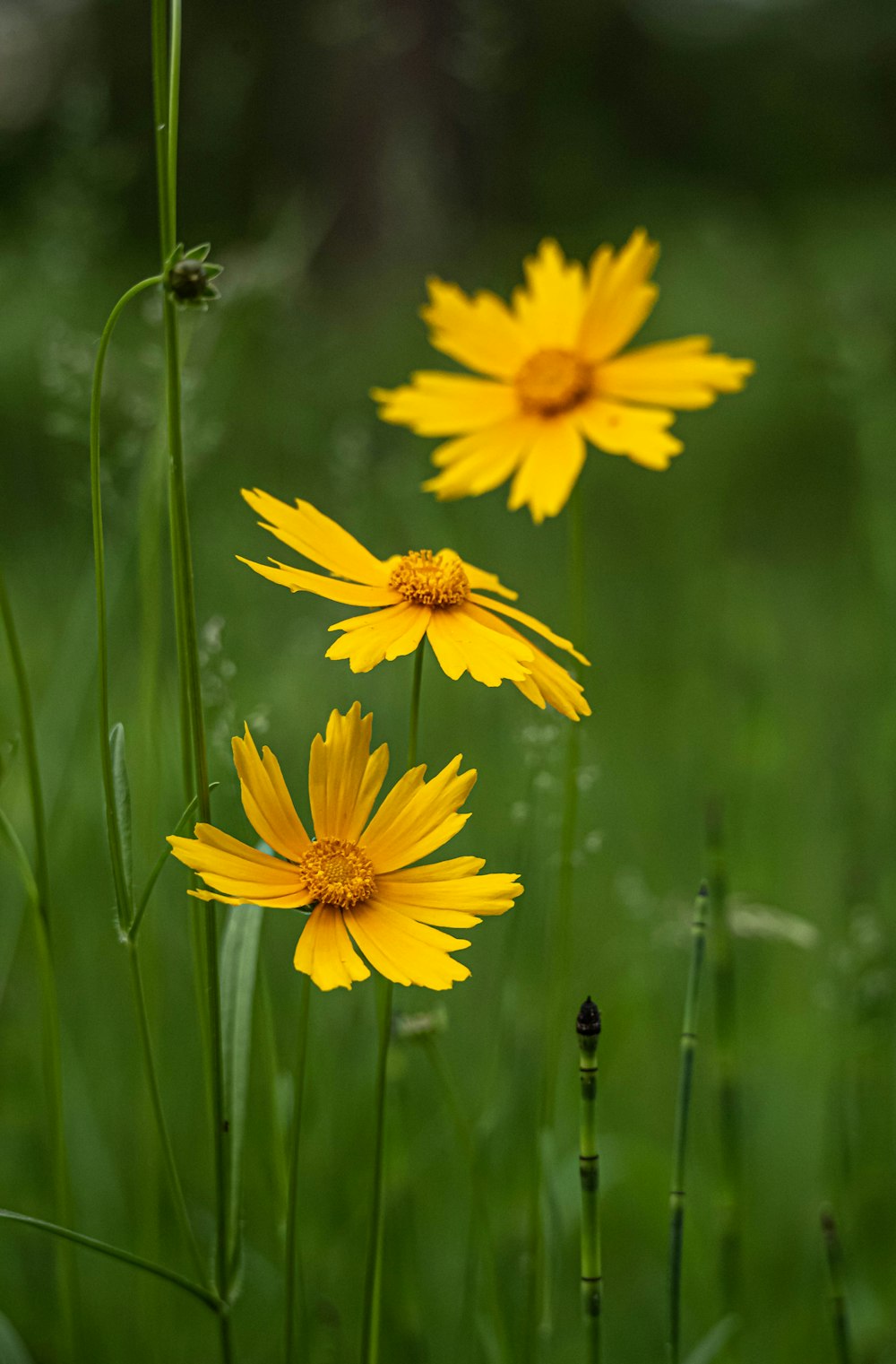 yellow flower in tilt shift lens