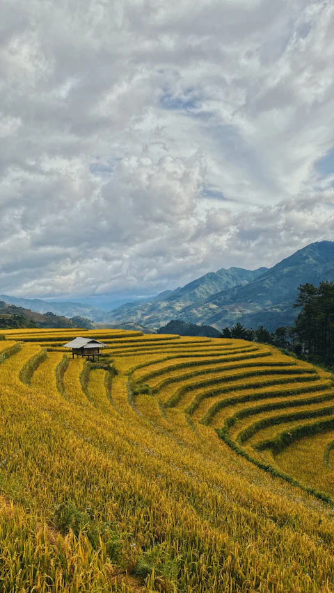 Hải Dương
