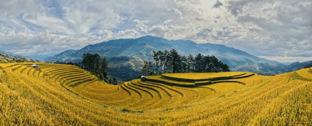 green grass field near green trees and mountains during daytime