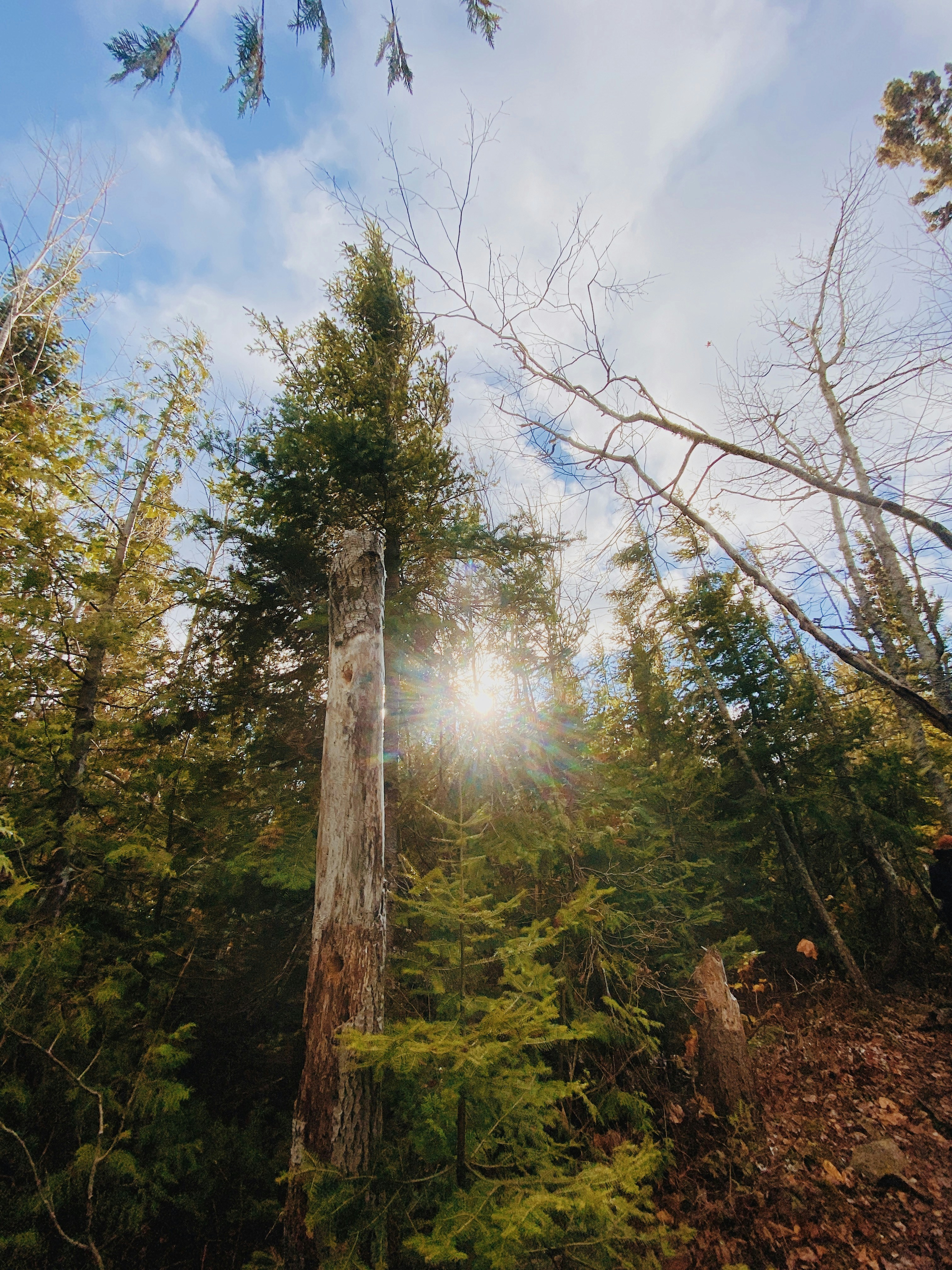 the sun shines through the trees in the forest
