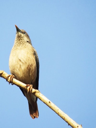 gray bird on brown tree branch during daytime
