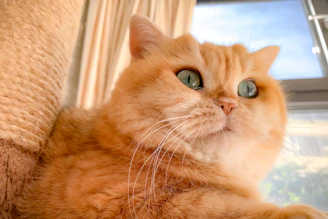 A close-up of a cat in a vibrant, cozy dress with playful patterns, lounging on a sunny windowsill.