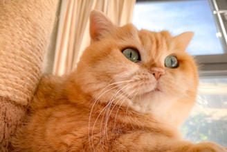 A charming orange cat with bright eyes sitting comfortably on a cozy windowsill.