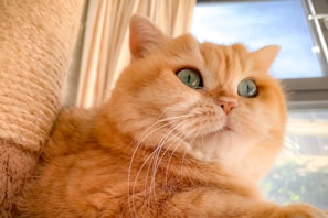 A close-up of a friendly orange tabby cat lounging on a windowsill with soft sunlight.