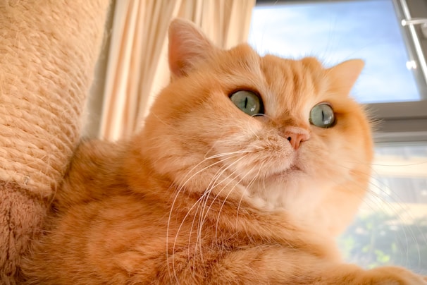 A charming orange cat with bright eyes sitting comfortably on a cozy windowsill.