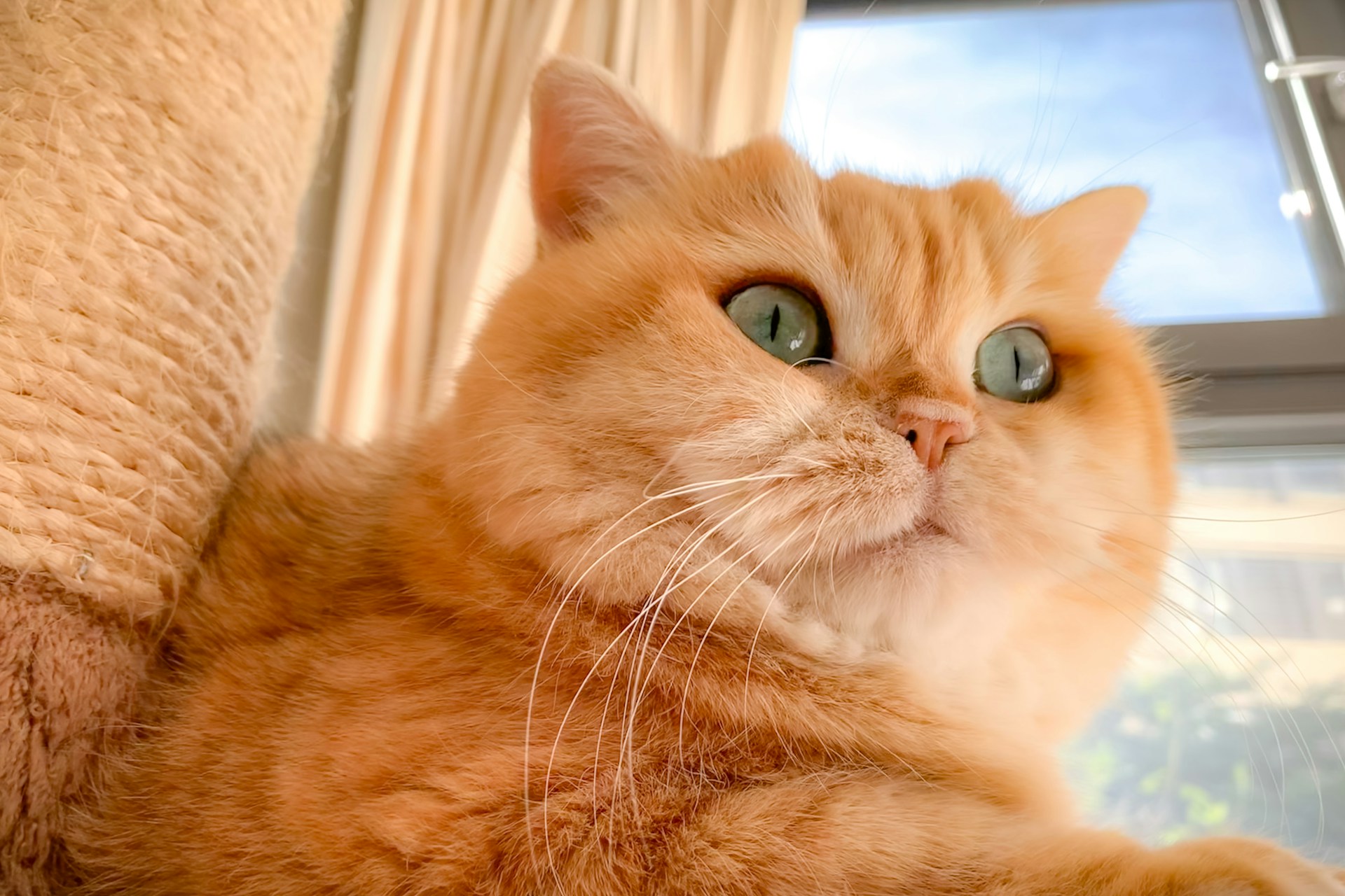 A close-up of a fluffy orange tabby cat lounging peacefully on a sunny windowsill, with soft light highlighting its fur.