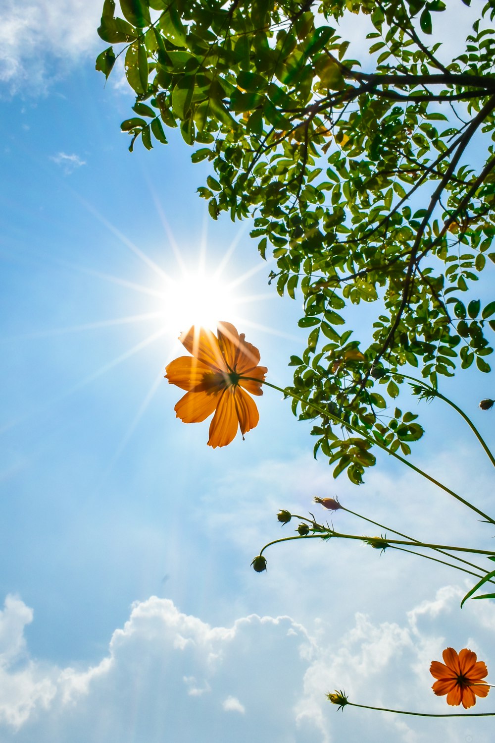 sun in the sky during daytime