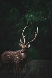 Sticker Cerf Rouge