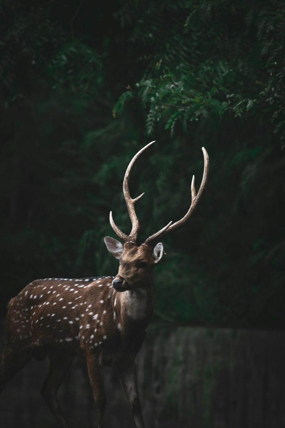 brown deer in forest during daytime