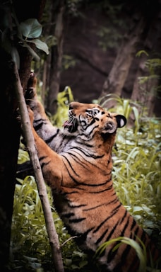 A tiger is reaching up onto a tree trunk in a lush, green forest. Its body is stretched with front paws gripping the tree, showcasing its distinct orange and black striped fur. The surrounding area is filled with green foliage and tree trunks, creating a dense jungle atmosphere.