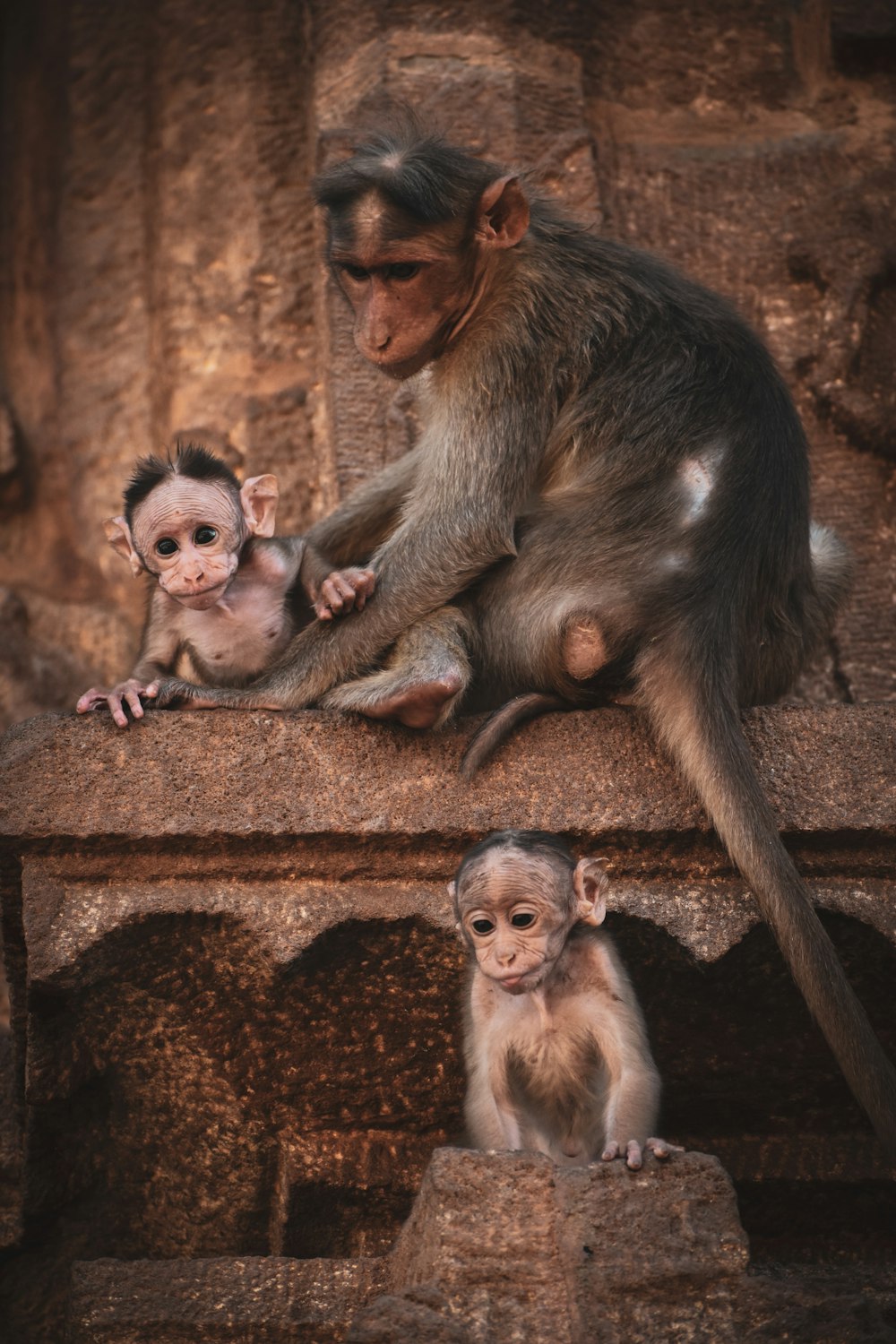 two brown monkeys on brown concrete wall