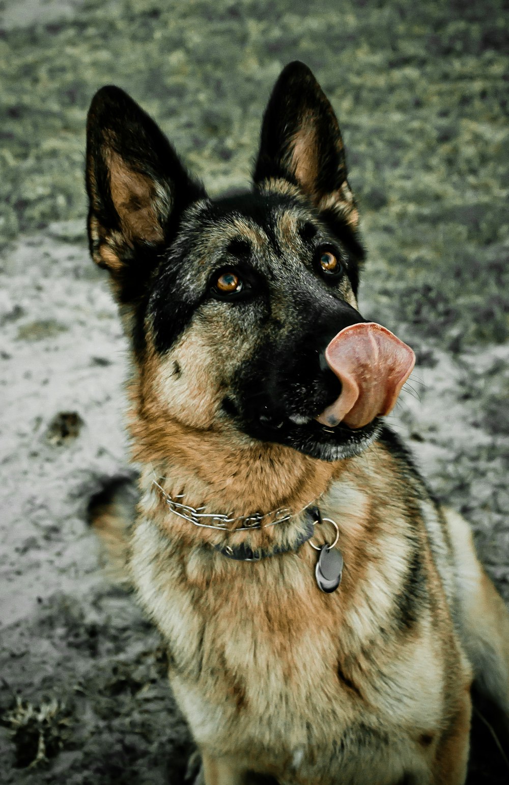 black and tan german shepherd