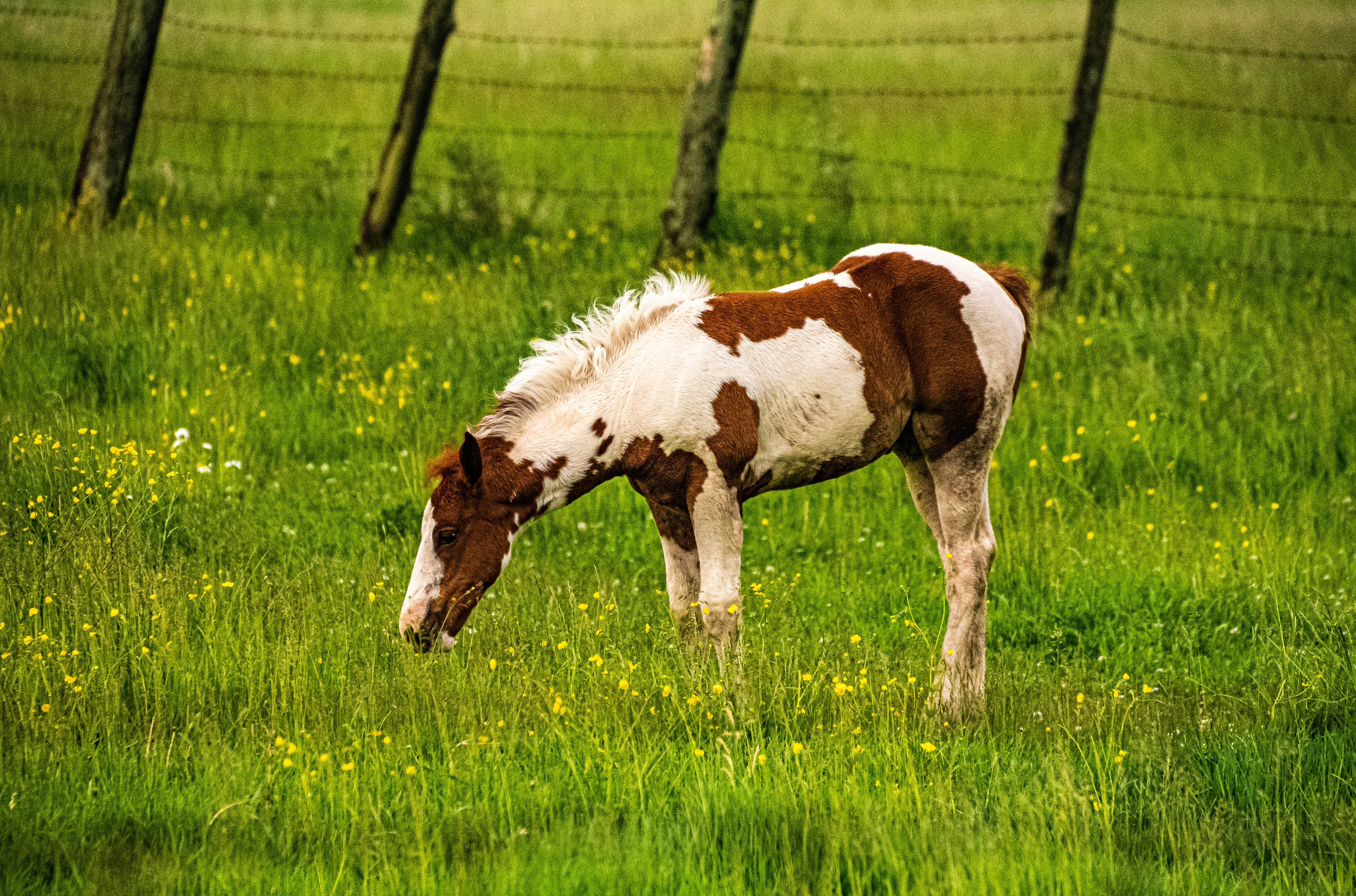 brown and white horse on green grass field during daytime