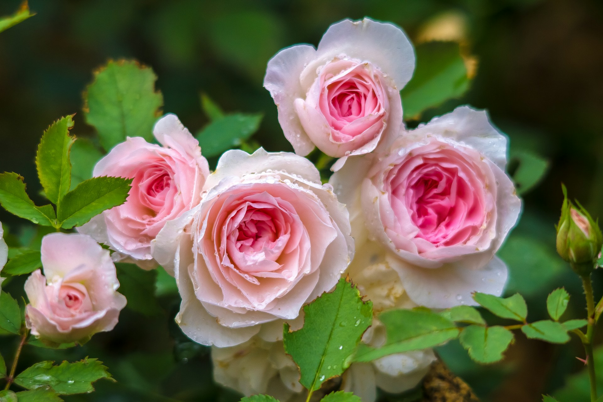 pink roses in bloom during daytime
