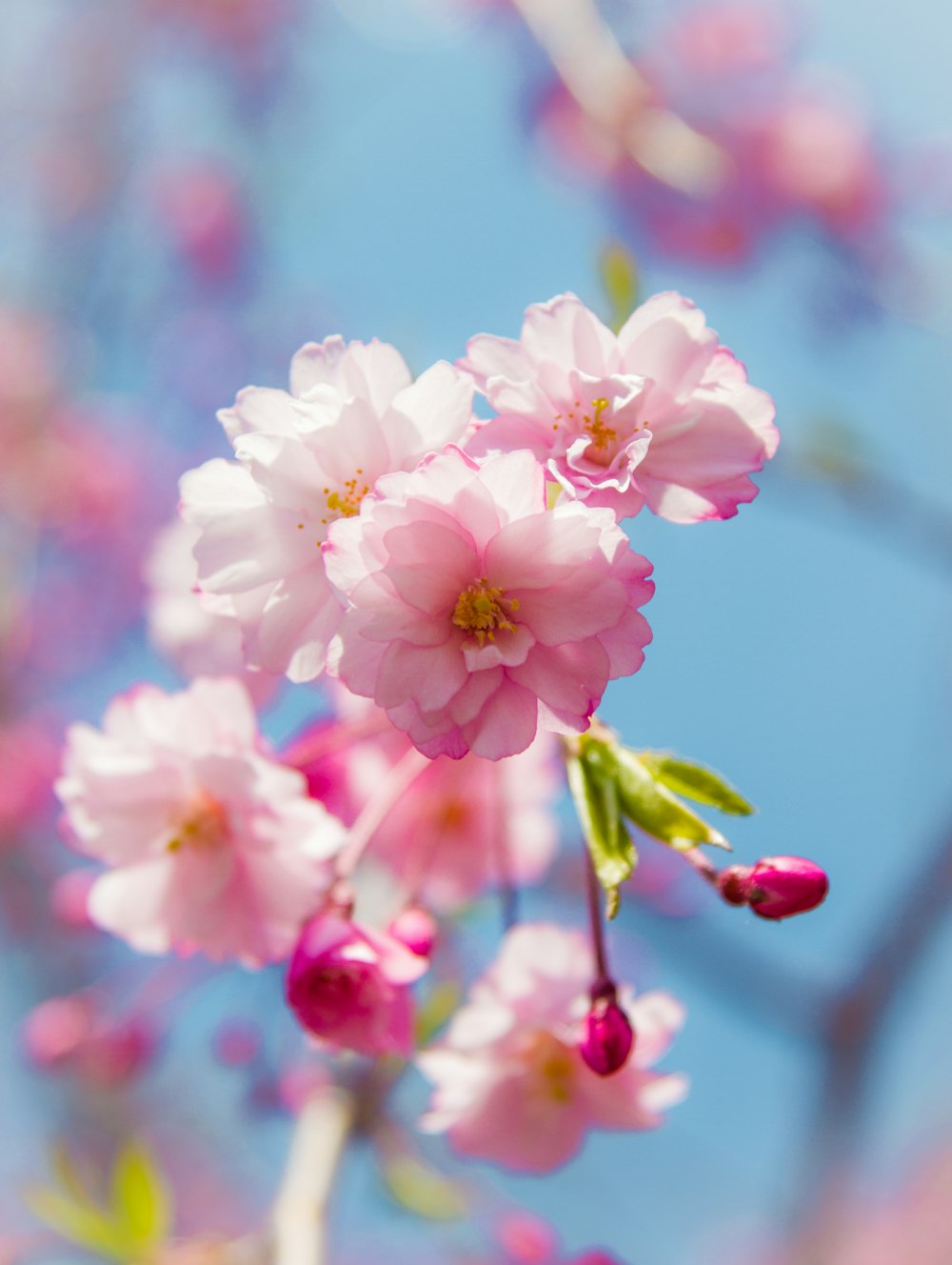 flor de cerejeira rosa e branca em fotografia de perto