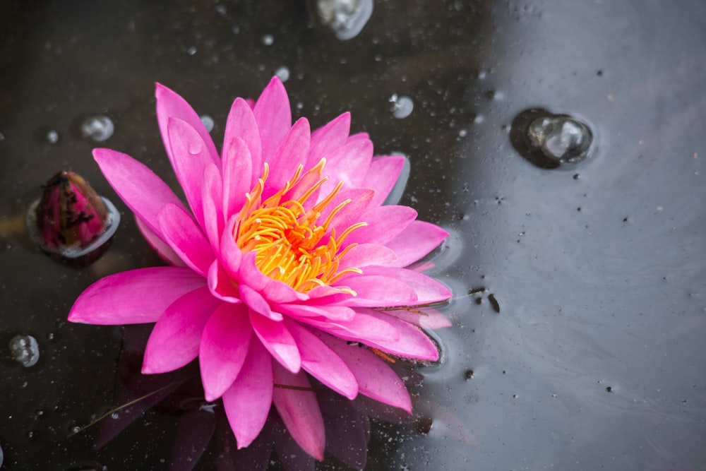 pink and yellow flower on water