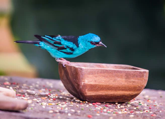 A warm-toned photo of specialty bird feed in a rustic bowl with subtle feather accents in the background.