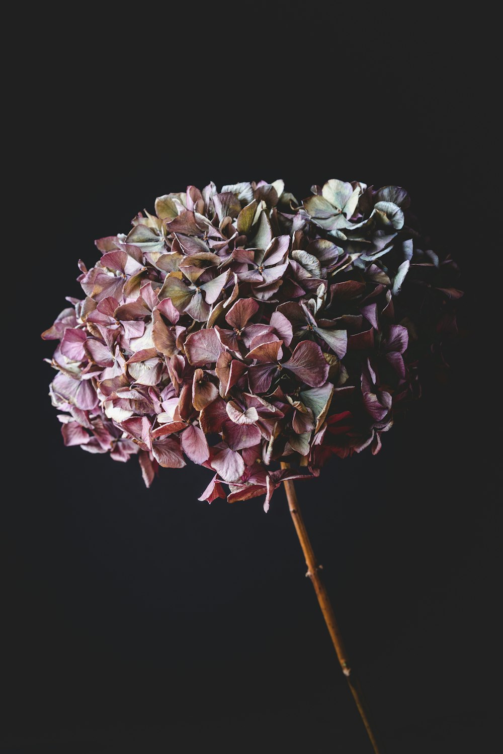 white and pink flower in close up photography