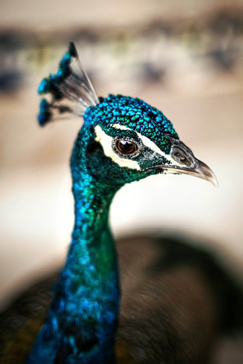 blue green and white peacock