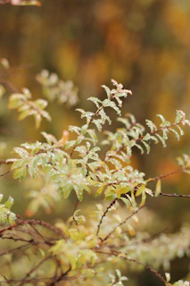 Close-up of dew-covered leaves in soft morning light highlighting delicate textures.