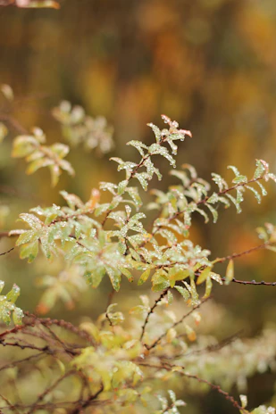 Close-up of dew-covered leaves in soft morning light highlighting delicate textures.