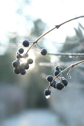 Close-up of frosted berries glistening under soft light on dark background.