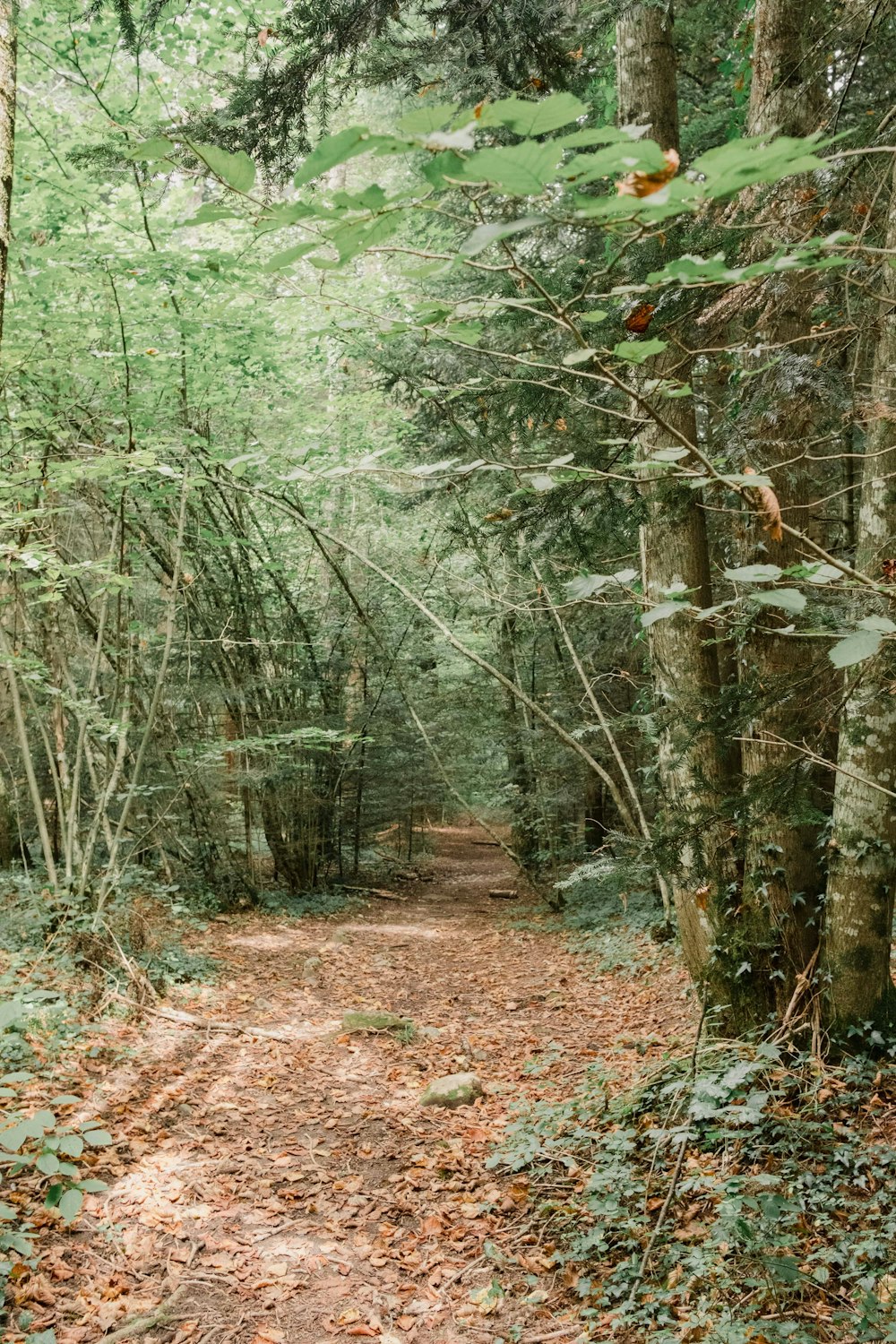 green trees on brown soil