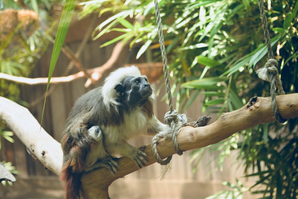 brown and black monkey on brown tree branch during daytime