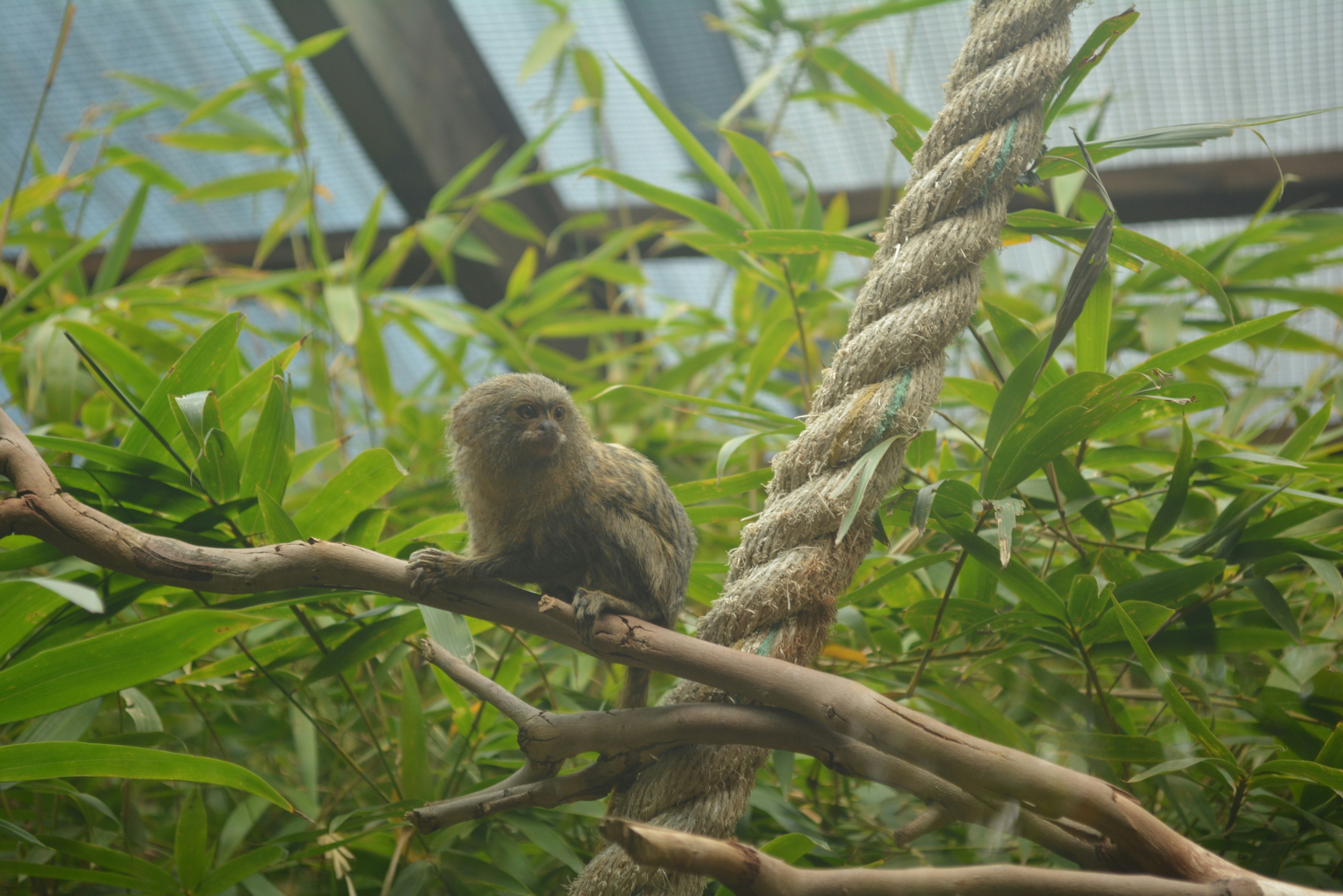 Hábitat Natural de los Primates: Un Vistazo a los hogares de nuestros parientes