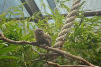 A small primate with brown fur is perched on a tree branch surrounded by dense green foliage. A thick rope hangs nearby, suggesting an enclosed or artificial environment.