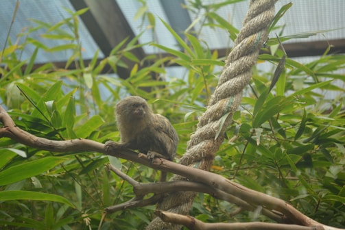 A small primate with brown fur is perched on a tree branch surrounded by dense green foliage. A thick rope hangs nearby, suggesting an enclosed or artificial environment.