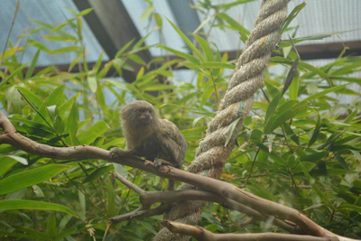 A sugar glider mid-glide between two branches in a naturalistic enclosure.