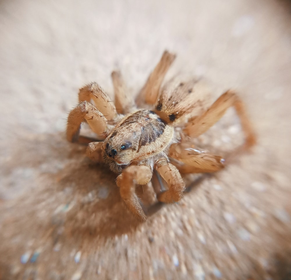 brown spider on white textile