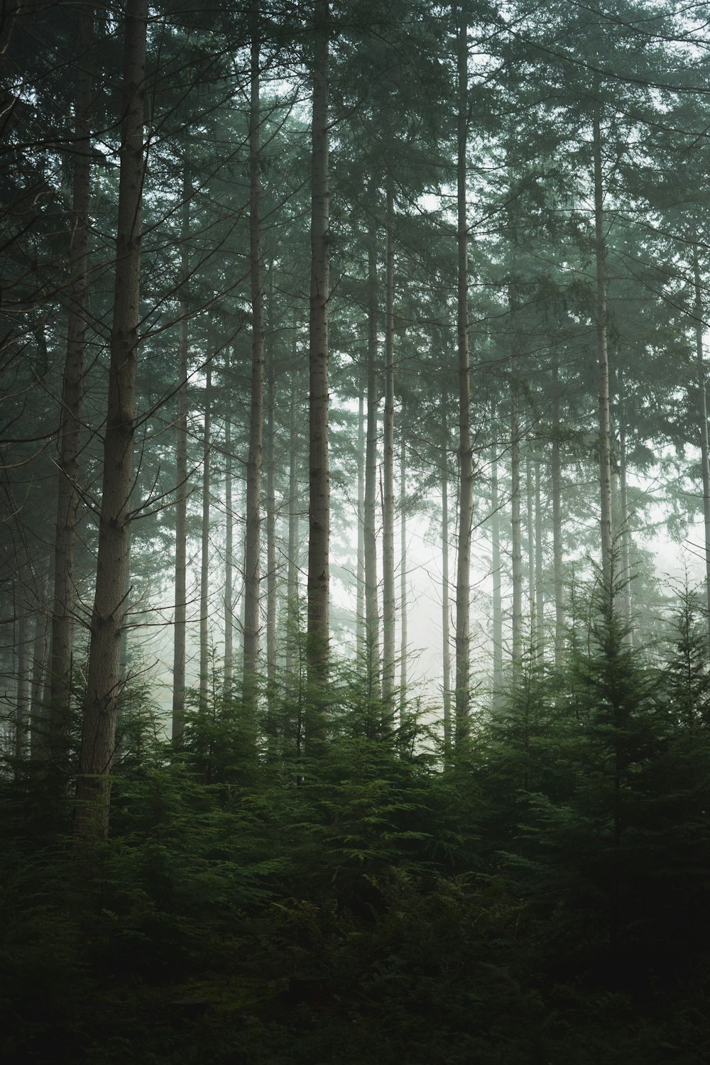 green trees on forest during daytime