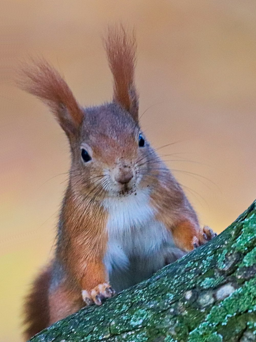 brown and white squirrel on green moss