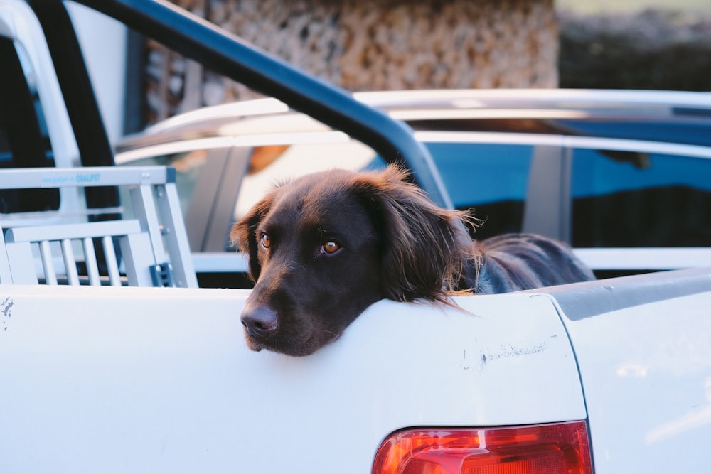 black labrador retriever in white car during daytime
