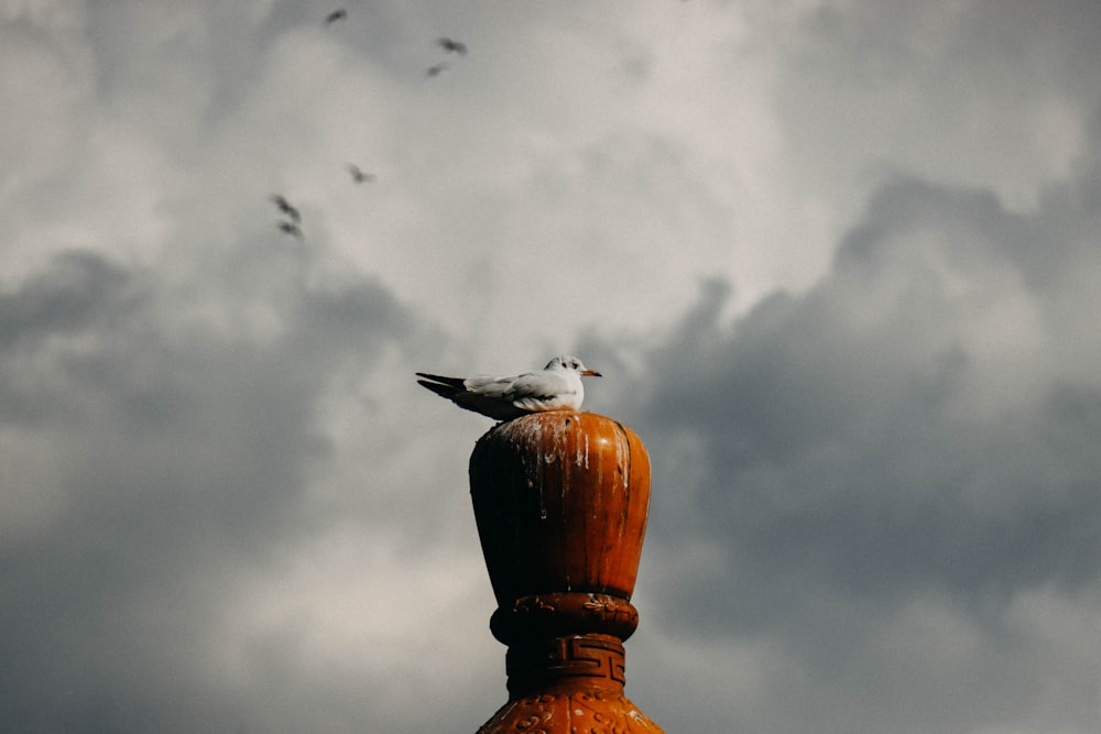 brown and white bird flying under cloudy sky during daytime