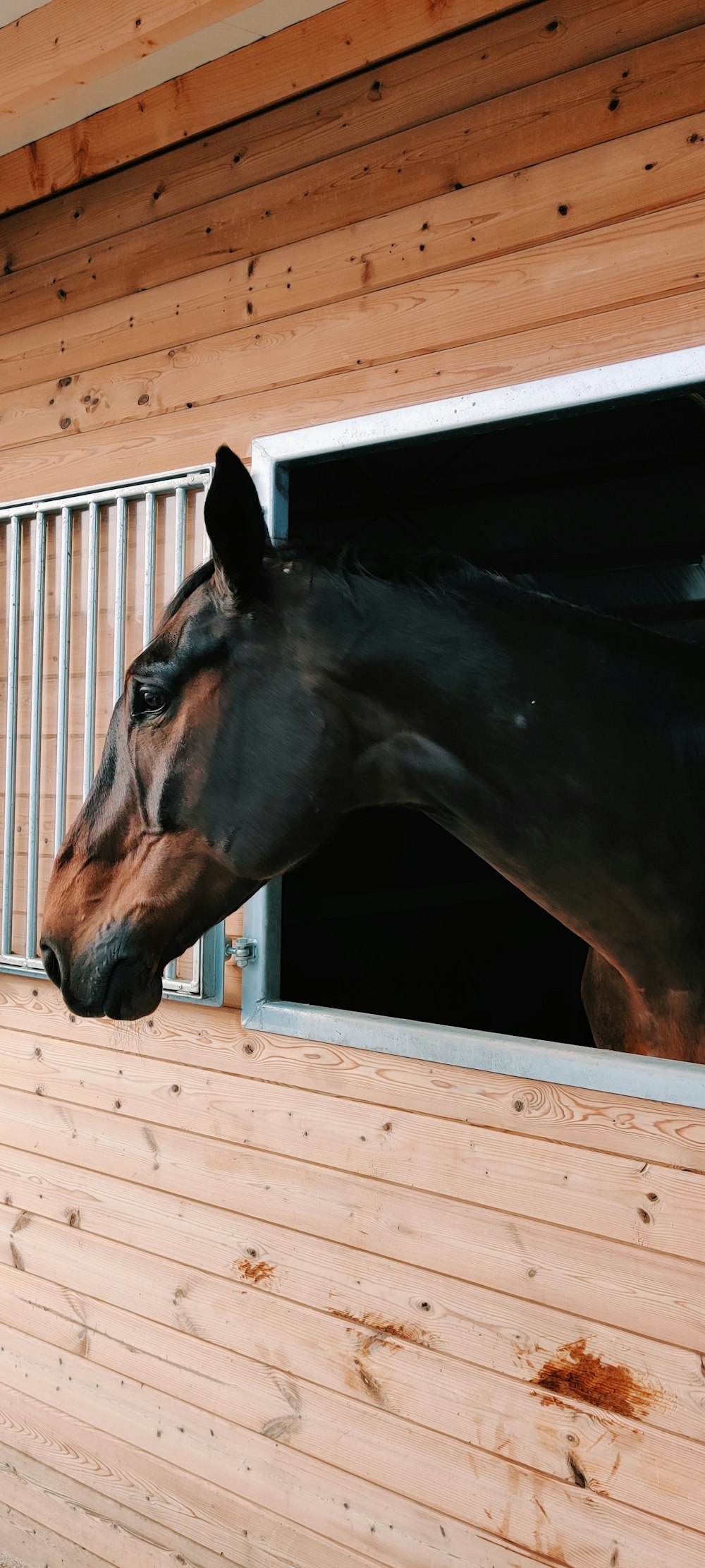 black horse in a cage