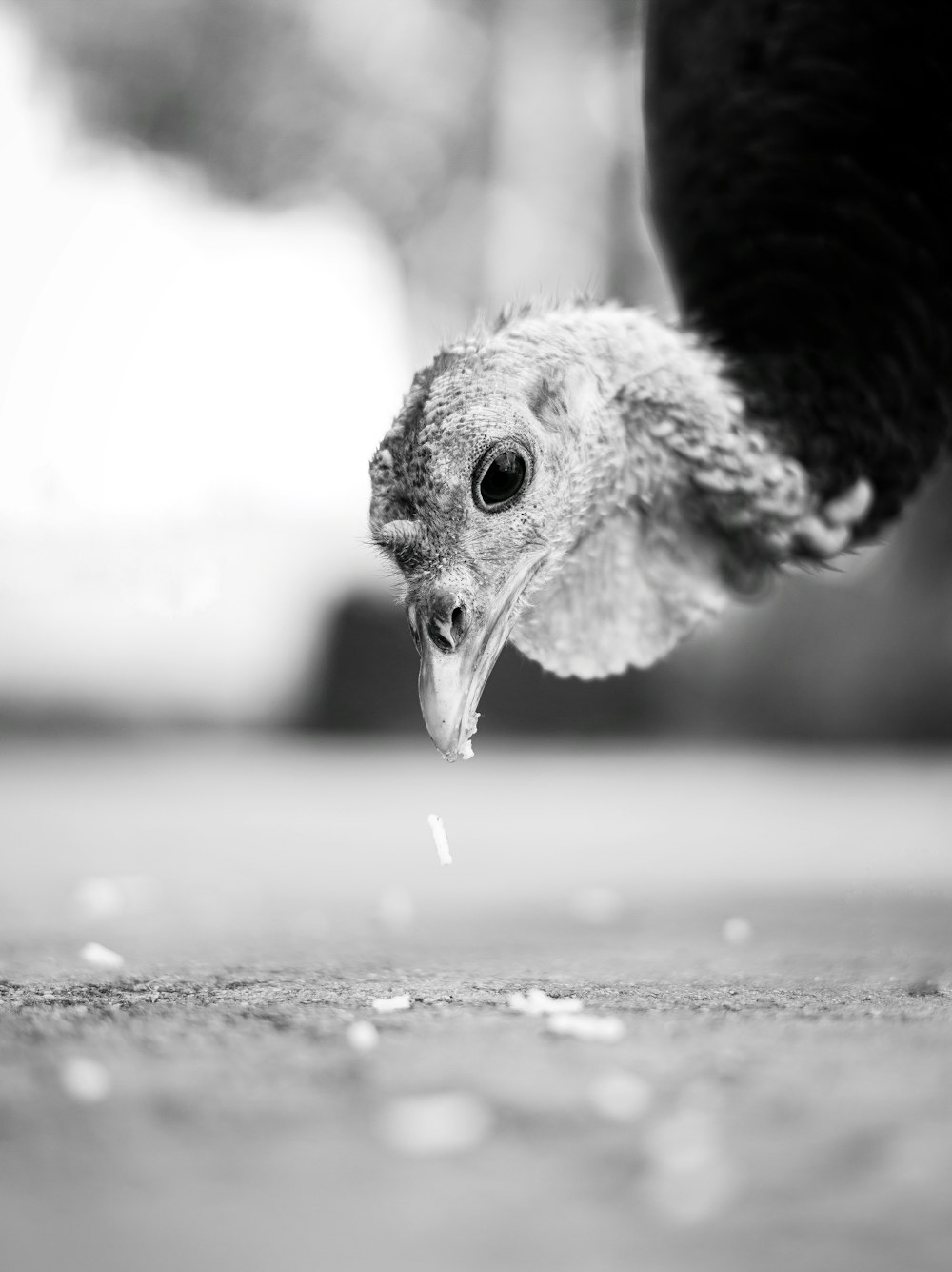 grayscale photo of peacock head