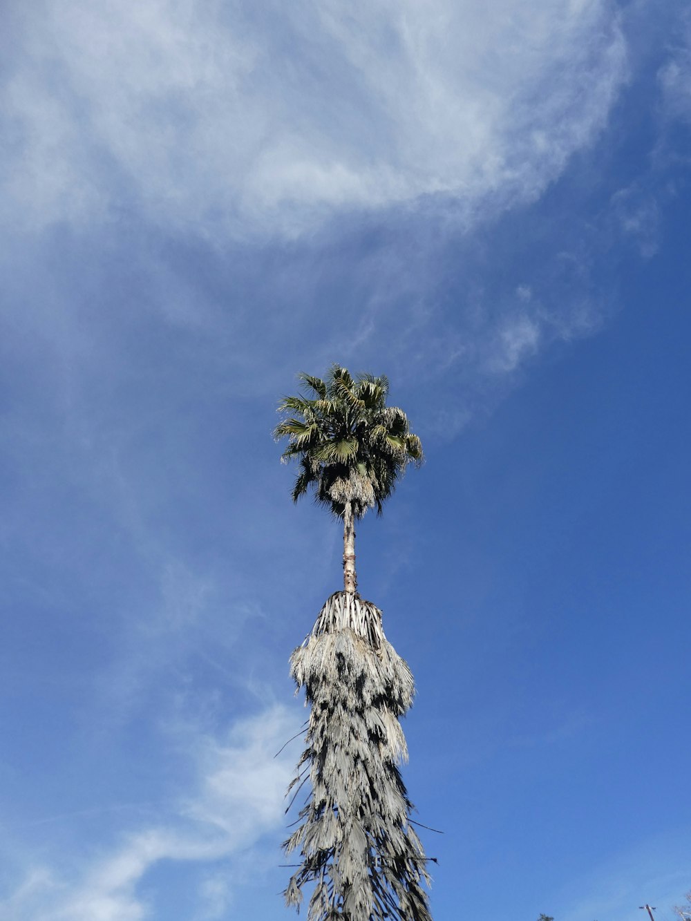 green tree under blue sky during daytime